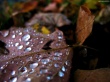 Waterdrops on leaf - plants wallpaper