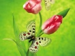Tulip Butterfly Предпросмотр Обоев