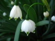 Bell Snowdrops Wallpaper Preview