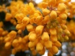 Yellow Blossoms Предпросмотр Обоев