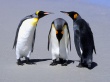 Penguins Meeting Предпросмотр Обоев