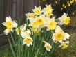 Spring Daffodils Wallpaper Preview