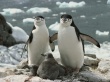 Penguins Family Предпросмотр Обоев
