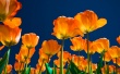 Affectionate Tulips Wallpaper Preview