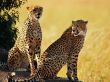 Cheetah brothers Предпросмотр Обоев