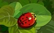 Red ladybug Предпросмотр Обоев