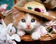 Cat with a hat Предпросмотр Обоев
