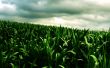 Green corn field Предпросмотр Обоев