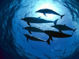 Dolphins swimming Обои