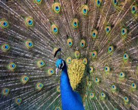 Beautiful peacock Обои