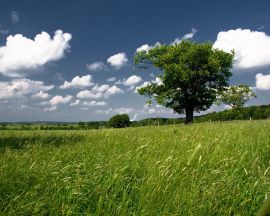 Green field and tree Wallpaper