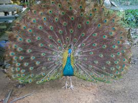Big peacock Обои