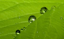 Water drops on leaf Wallpaper