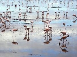 Flamingos on beach Обои