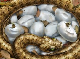 Hatching snakes Wallpaper