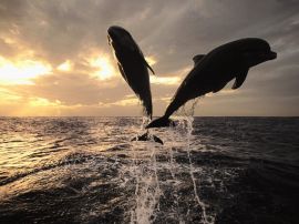 Dolphins jumping Обои