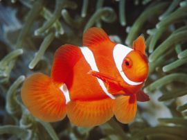 White and orange fish Обои