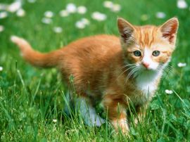 Kitten in the grass Обои