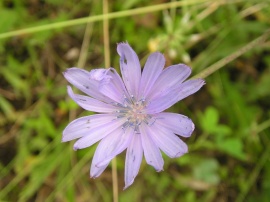 Purple flower #1 Обои