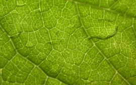Green leaf Wallpaper