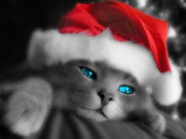 Kitty Santa Обои