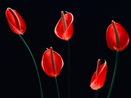 Red & Black - flowers wallpaper