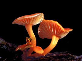 Mushrooms Elf Обои