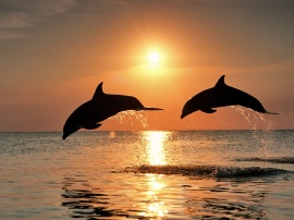 Bottlenose Dolphins Обои