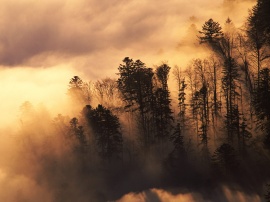 Woodland in Mist Wallpaper