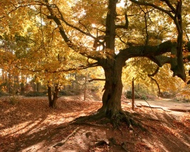 Old tree in autumn Обои