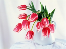 Tulips Bowl Обои