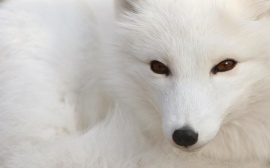Polar Fox Обои