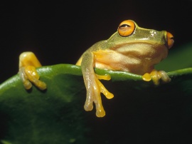 Frog Siesta Wallpaper