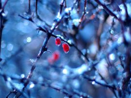 Frozen fruits in winter Обои