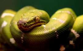 Green snake Обои