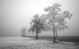 Frozen field and trees Обои
