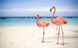 Flamingos on beach Обои
