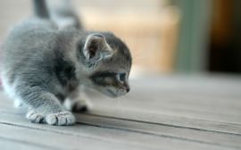 Kitten scouting Wallpaper