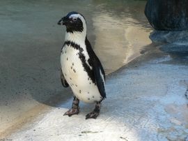 Lonely penguin Обои