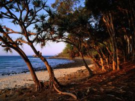 tea tree beach noosa Обои
