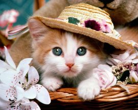 Cat with a hat Обои