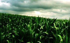 Green corn field Обои