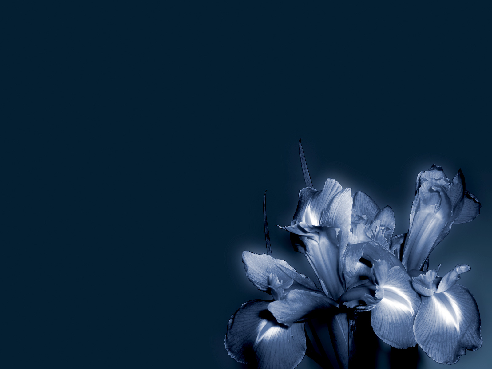Blue flower - flowers wallpaper
