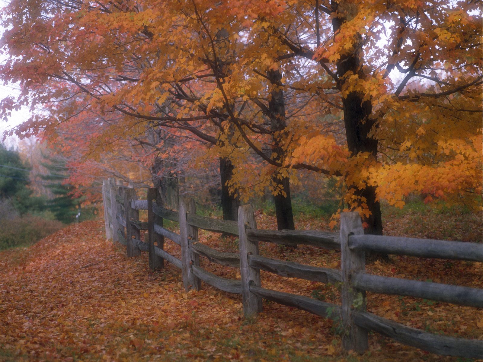 Country fence - autumn wallpaper