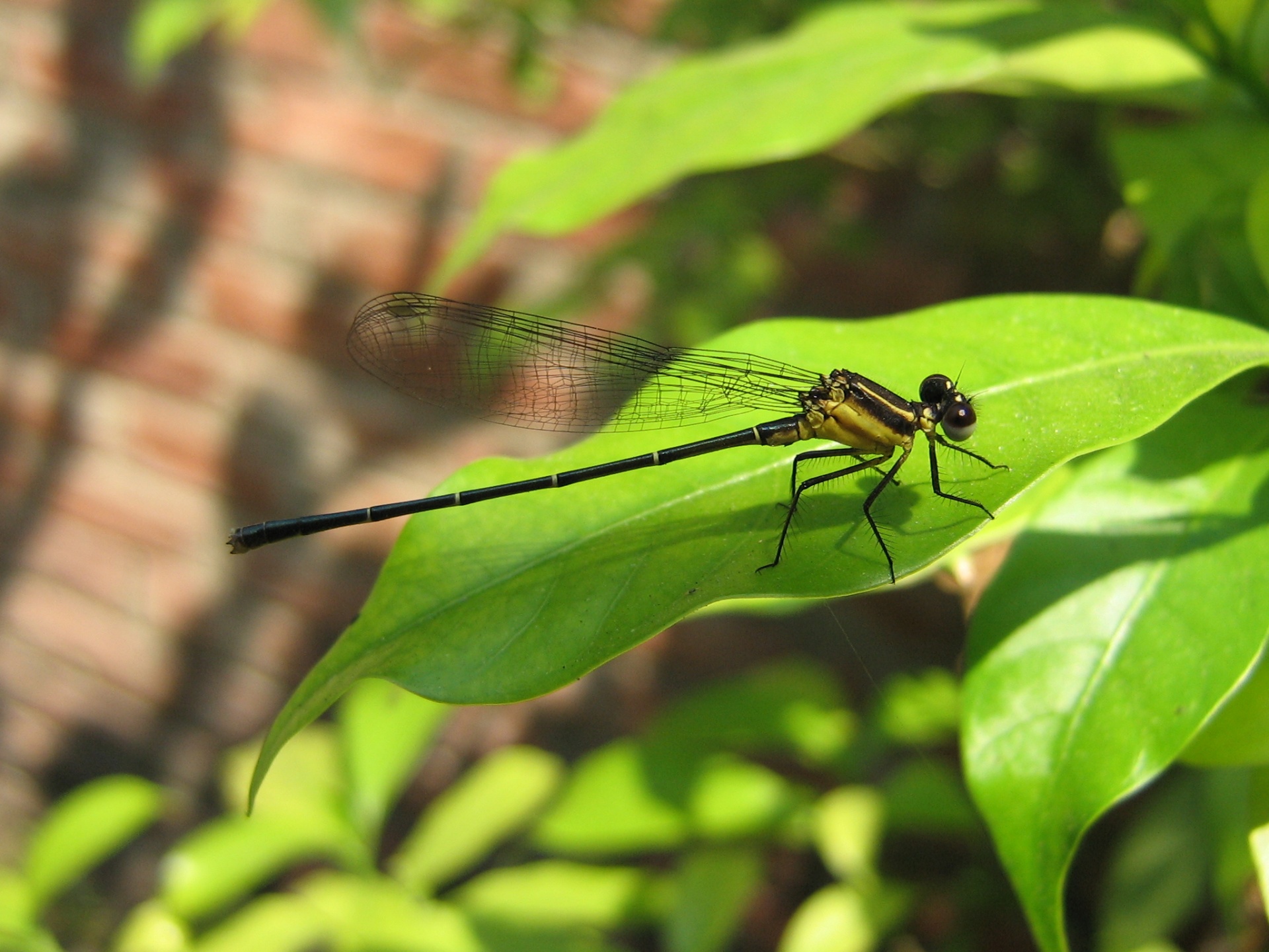 Dragon Fly - insects wallpaper