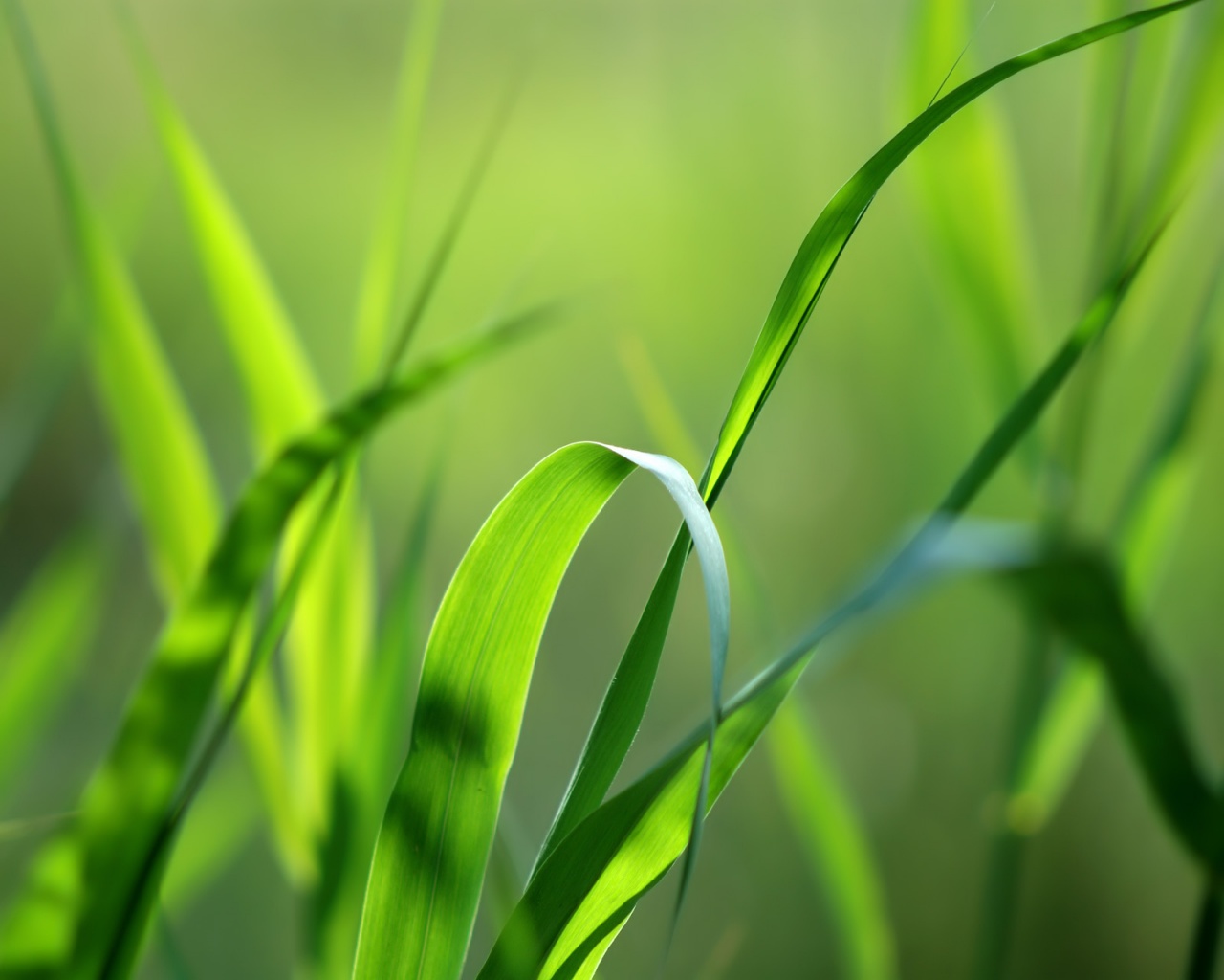 Green grass straws - plants wallpaper