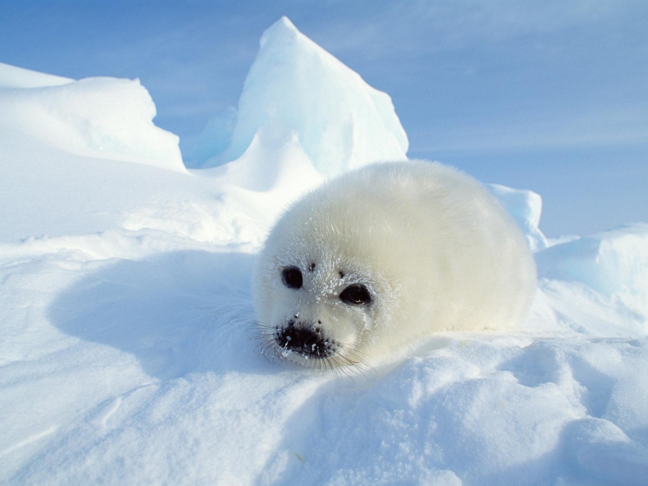  Harp seal pup - harp seal, harp seal wallpaper, harp seal wallpapers