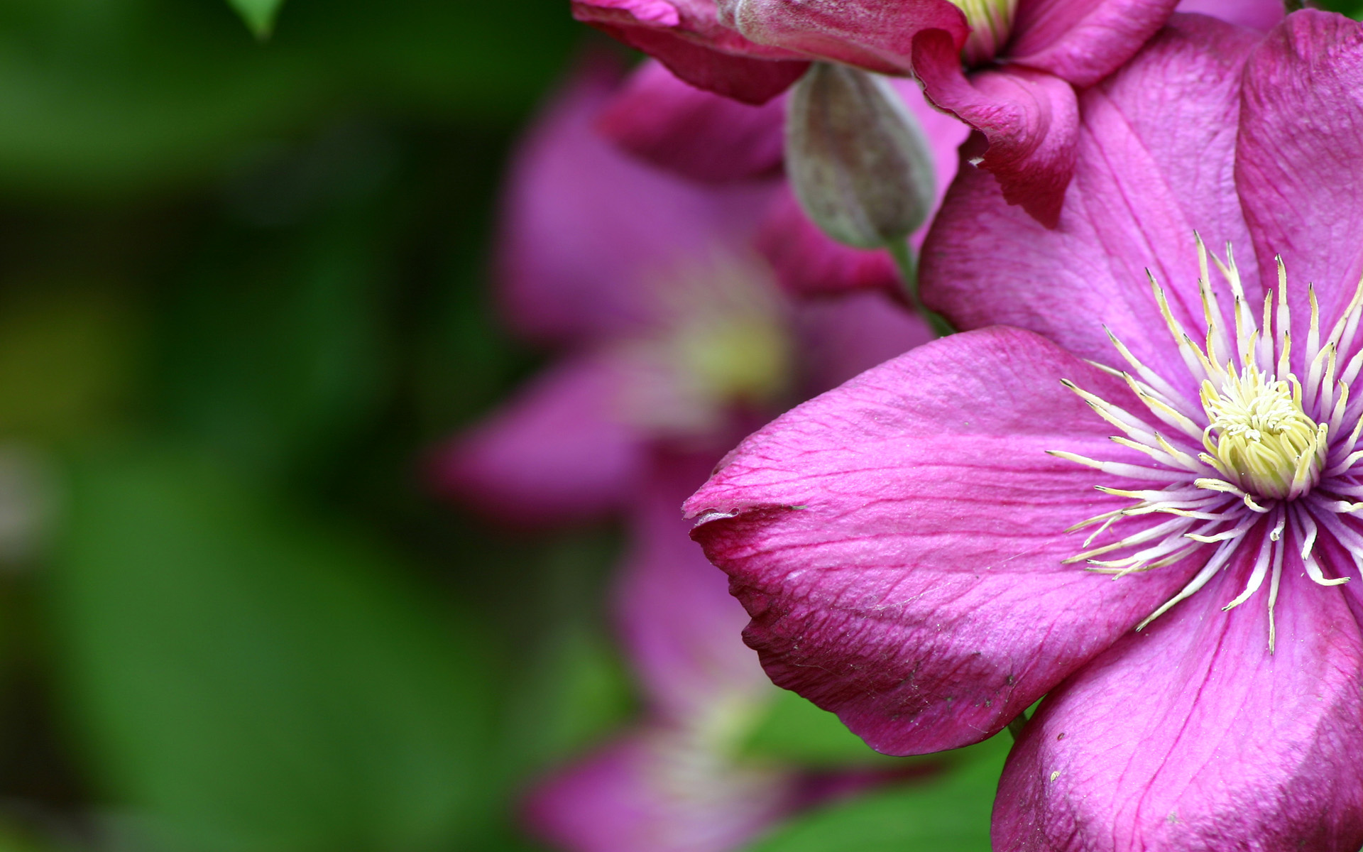 Purple Flowers Computer Wallpaper