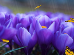 Free Animated Screensavers - Crocus Screensaver