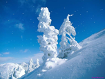 Free Animated Screensavers - Snowfall Screensaver